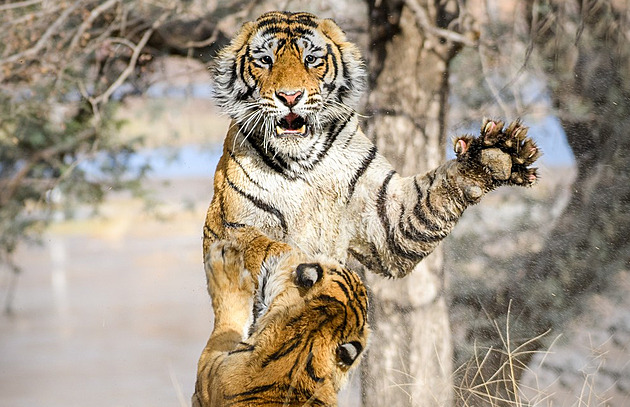 OBRAZEM: Tygří bitka o samici skončila zkrvaveným čenichem