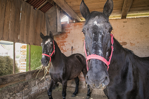 Koně strážníků Ota a Eda odchází do důchodu, náhradníky opět pojmenují děti