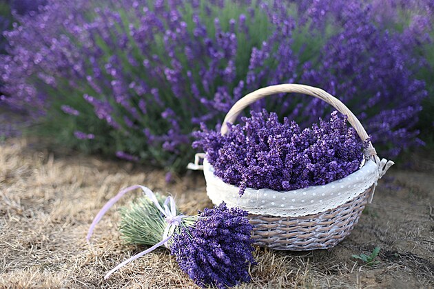 Kv�ty levandule na su�en� st��hejte t�sn� p�ed rozvinut�m.