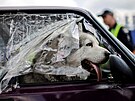 Pes ukrajinských uprchlík z oblasti Mariupol se dívá z okýnka auta v...