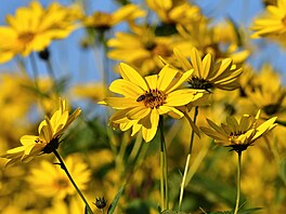 Slune�nice topinambur