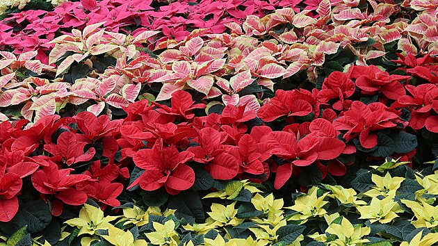 Kam�lie japonsk�