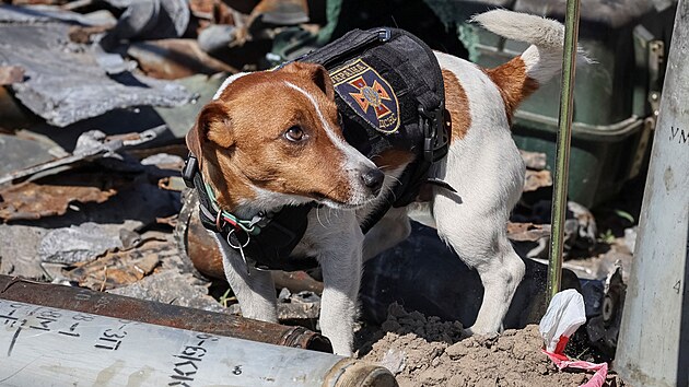 Patron, pes vycvien k vyhledvn vbunin, pomh ukrajinskm vojkm na letiti v Hostomeli. (5. kvtna 2022)