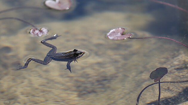 ��by se do jez�rka v zahradn�m centru dostaly sv�voln�. Sv�m hlasit�m kv�k�n�m obt�uj� obyvatele sousedn�ho domu.