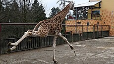 Rozverné žirafí mládě Michal