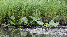 Voda je ve mst dleitá.