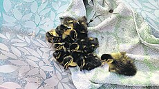 Radotínská kach�átka z kv�tiná�e