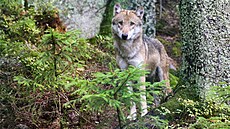 Vl�ici Pando�e bylo dvanáct let. Ve výb�hu v Srní ji na�li mrtvou na konci...