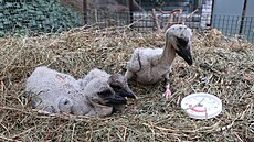O apí mláata se nyní starají v Záchranné stanici ivoich v Plzni. Pokud ve...