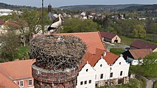 Poté, co samce zabila elektina, zstala apí samice na výchovu tí mláat sama.