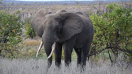 Pemnoených slon je v Zimbabwe pes 100 000. Dostatek potravy není ani pro...