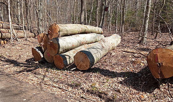 Pokácené stromy v lesích nad Litvínovem.