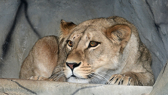 Dvouletá lvice berberská Ayo byla po svém píjezdu do olomoucké zoo ze...