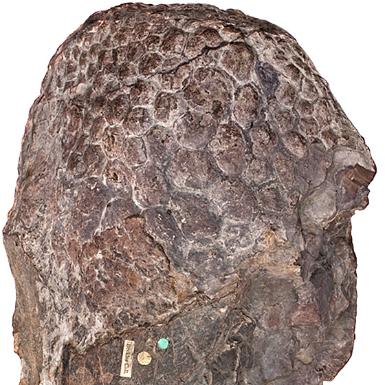 Fosilie uchovávající podobu textury kůže sauropodního dinosaura druhu...