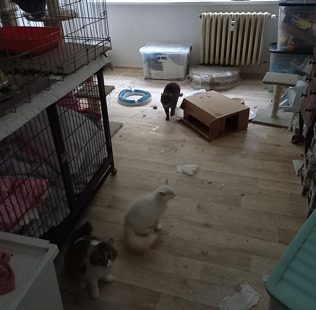 Dvojice týrala v pražském bytě přes 40 koček, živořily tam několik měsíců