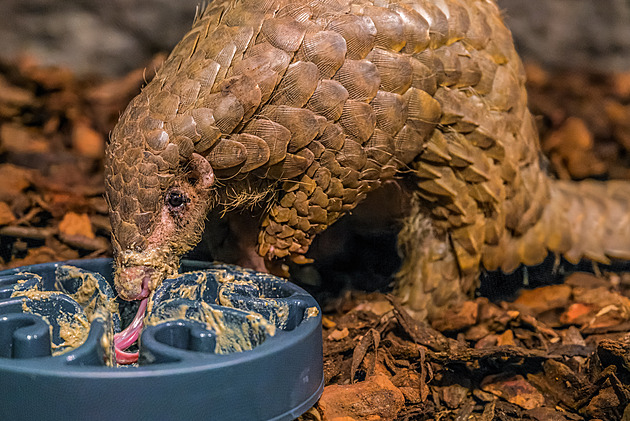 OBRAZEM: ZOO Praha představila ohrožené luskouny. Přiletěli z Tchaj-peje