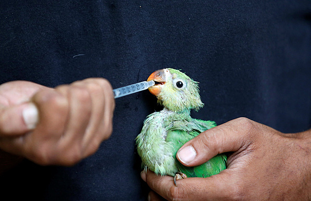 Indii sužuje vlna veder. Záchranáři ze země sbírají tisíce vyčerpaných ptáků