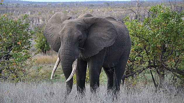 V Zimbabwe se přemnožili sloni. Při hledání potravy zabili už desítky lidí