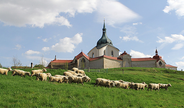 Přerušený přívod vody i špatné krmení. Beranům na pastvě kdosi škodí