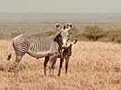 Na safari v Keni potkáváme vechna vysnná zvíata.
