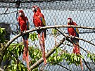 Papouci ara jsou souástí Jaguar treku ve zlínské zoo. (kvten 2022)