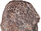 Fosilie uchovávající podobu textury kůže sauropodního dinosaura druhu...
