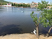 Labutě na Vltavě.