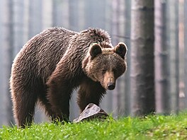 Medv�dice na Slovensku napadla dva turisty.