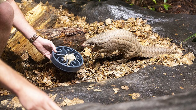 Prvn esk luskouny slavnostn pedstavila 15. kvtna 2022 odpoledne Zoo Praha.