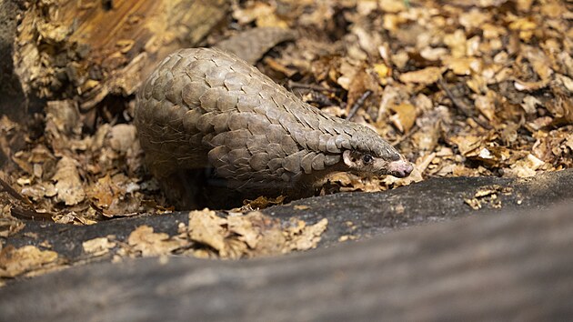 Prvn esk luskouny slavnostn pedstavila 15. kvtna 2022 odpoledne Zoo Praha.