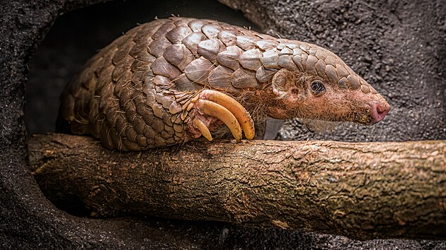 Prvn esk luskouny slavnostn pedstavila veejnosti 15. kvtna 2022 odpoledne Zoo Praha.