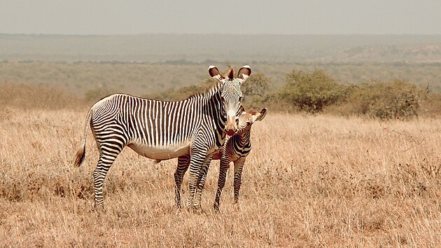Na safari v Keni potkáváme všechna vysněná zvířata.