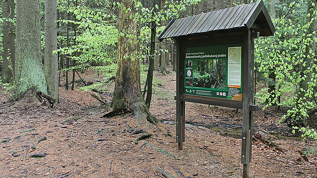 Délka úseku zelené značky v pralese sotva přesahuje osm set metrů. Po celou dobu je ale na co koukat.
