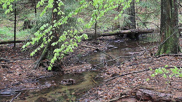 Vlhká půda a četná prameniště představují zdroj vody pro potok, kolem kterého projdeme na dolním konci rezervace.