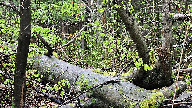 Název Polom vystihuje charakter území, značenou stezku totiž obklopují desítky zlomených i vyvrácených stromů.