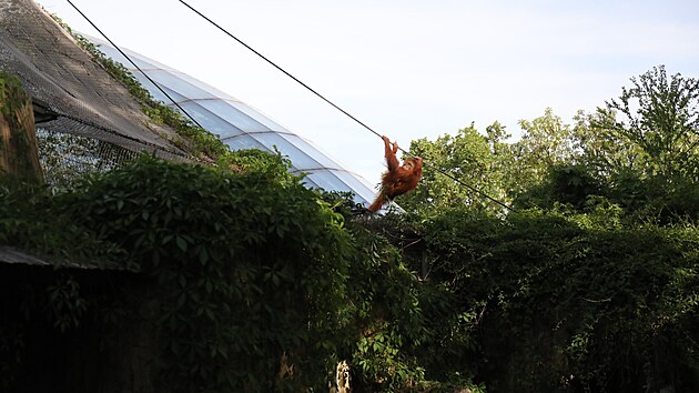 Všichni čtyři orangutani v pražské zoologické zahradě se dostali ven z pavilonu Indonéská džungle. (19. května 2022)