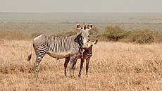 Na safari v Keni potkáváme vechna vysnná zvíata.