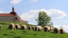 O travnaté plochy na Zelené hoe ve áe nad Sázavou se u pár let starají výhradn zvíata. Letos to ale berani nemají jednoduché, kdosi jim zejm zaal systematicky kodit.