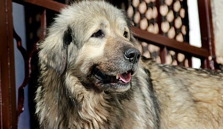 arplaninský pastevecký pes, zkrácen také arplaninec nebo jugoslávský pastevecký pes (iiustraní snímek)