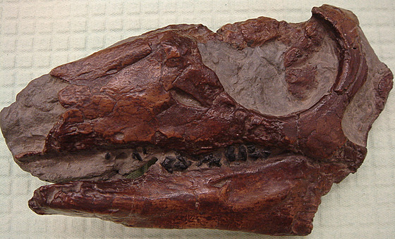 Replika neúplně dochované lebky parksosaura. Hlava byla v poměru k tělu...