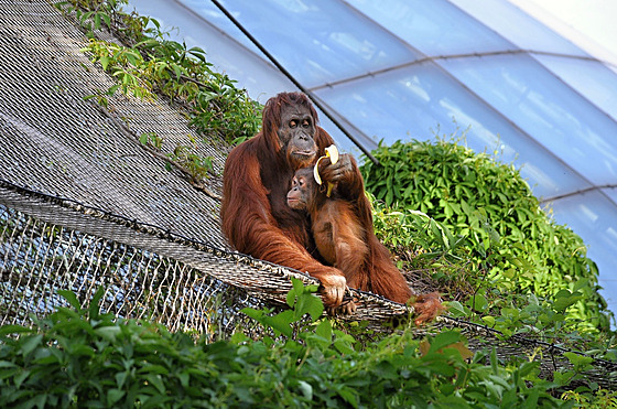 Uprchlí orangutani v ZOO Praha (19. května 2022)