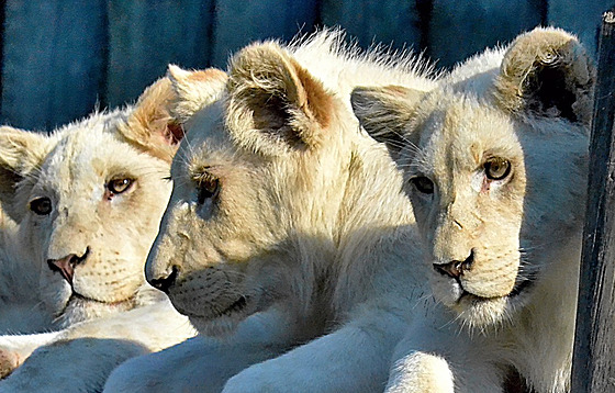 Novým domovem bílých tyat lva jihoafrického se stane jihoamerická Venezuela....