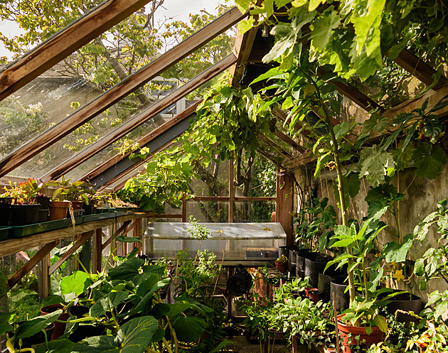 Tento hit mezi skleníky vás překvapí. Vrací se trend z minulého století
