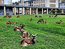 Stálými obyvateli areálu Thomayerovy nemocnice jsou mufloni. (kvten 2022)