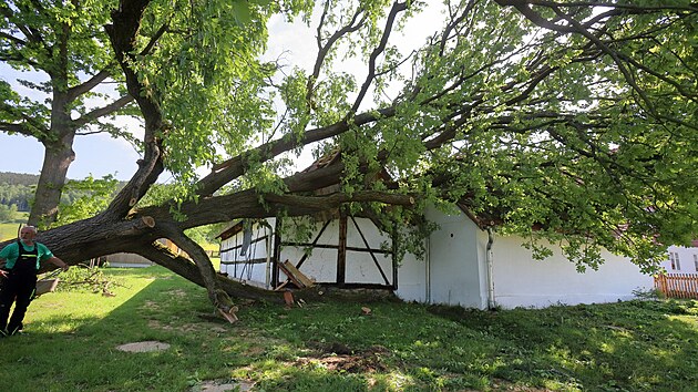 Letitý dub vyvrácený bouřkou poškodil statek v Milíkově.
