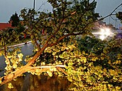 Velká větev stržená večerní bouří v Plzni - Božkově (20. května 2022)