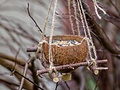 Z vtviek a kokosové skoápky zase mete vyrobit ist pírodní krmítko pro...