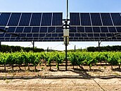 Francouzská spole�nost Sun�Agri má zku�ební plochy v oblasti Piolenc v Provence...