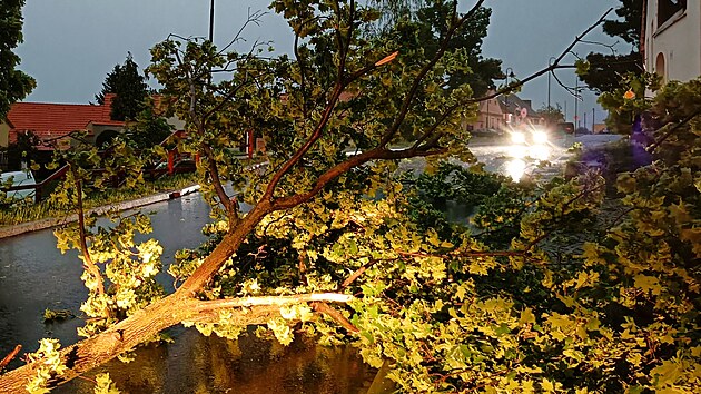 Velká větev stržená večerní bouří v Plzni - Božkově (20. května 2022)