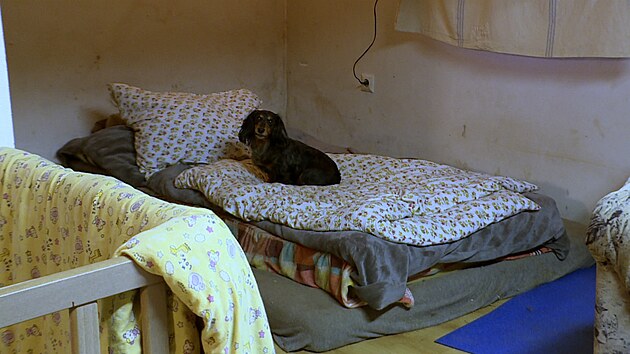 Psi sp se svou panikou a jej dcerou na matraci, kter je, jak zjistila Iva, v alostnm stavu.